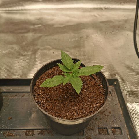 White Widow growlog timeline photo