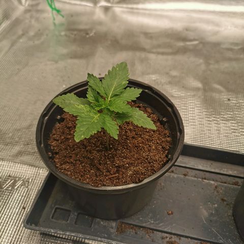 White Widow growlog timeline photo