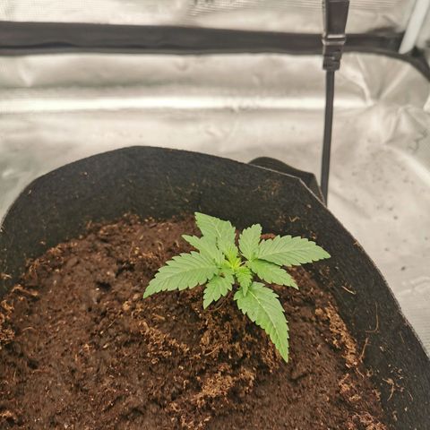 White Widow growlog photo: Rempotage! 