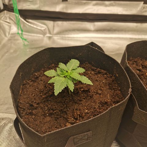 White Widow growlog photo: Rempotage! 