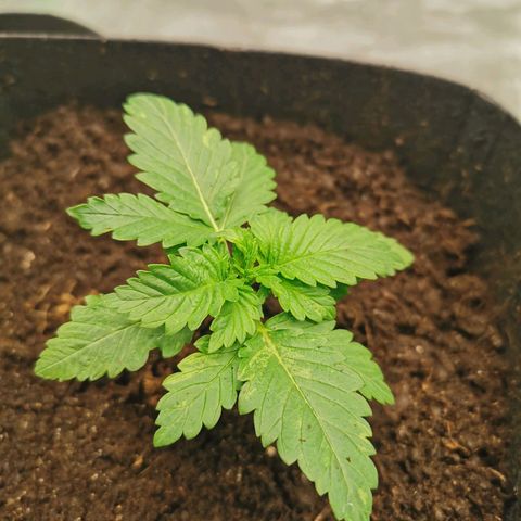 White Widow growlog timeline photo