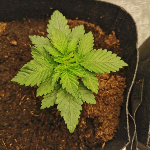 White Widow growlog timeline photo