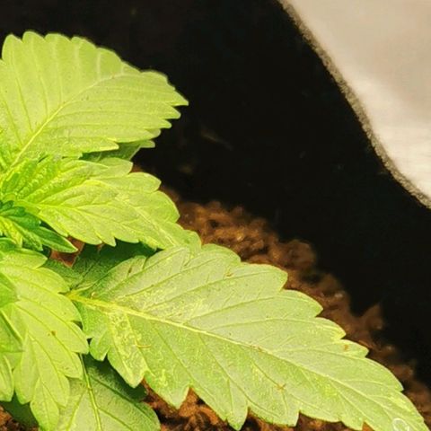 White Widow growlog timeline photo