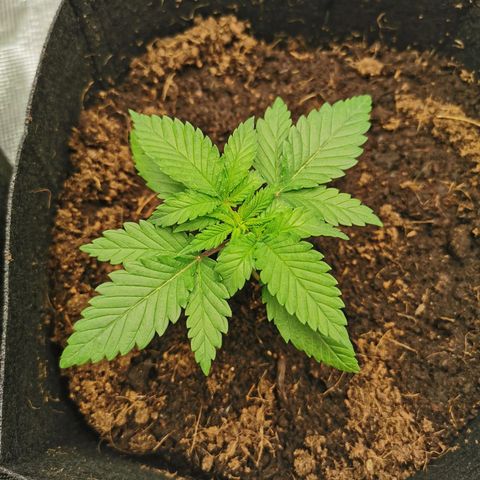 White Widow growlog timeline photo