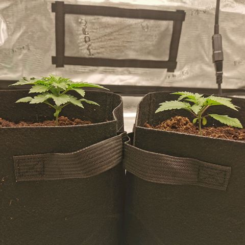 White Widow growlog timeline photo