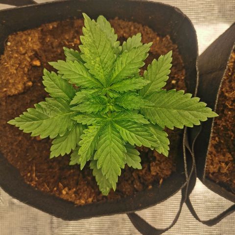 White Widow growlog timeline photo