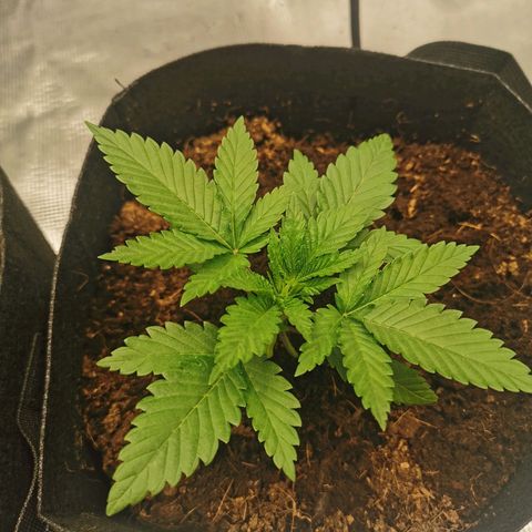 White Widow growlog timeline photo