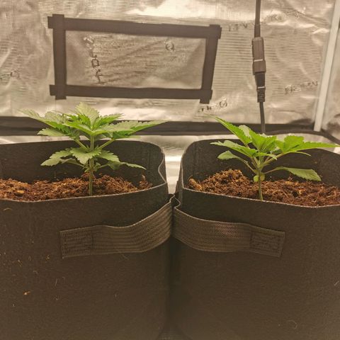 White Widow growlog timeline photo