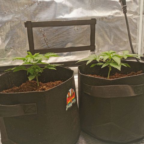 White Widow growlog photo: Premier topping sur Baba! 