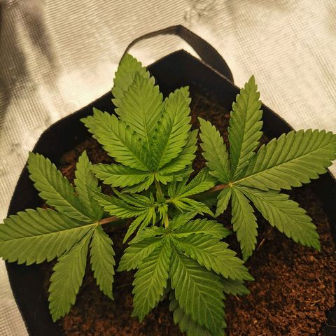 White Widow growlog photo: Premier topping sur Baba! 