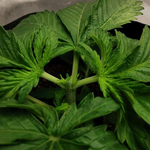 White Widow growlog photo: Premier topping sur Baba! 