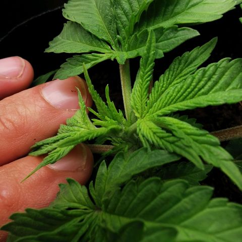 White Widow growlog photo: Premier topping sur Baba! 