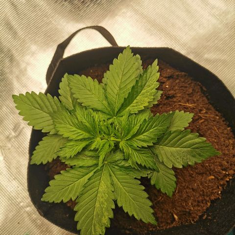 White Widow growlog photo: Premier topping sur Baba! 