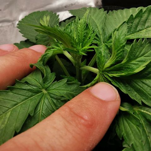White Widow growlog photo: Premier topping sur Baba! 