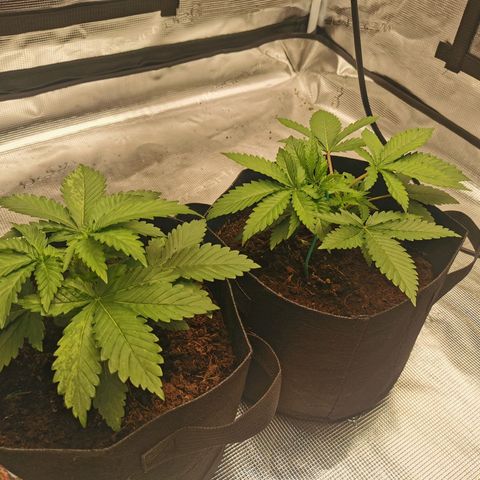 White Widow growlog photo: LST