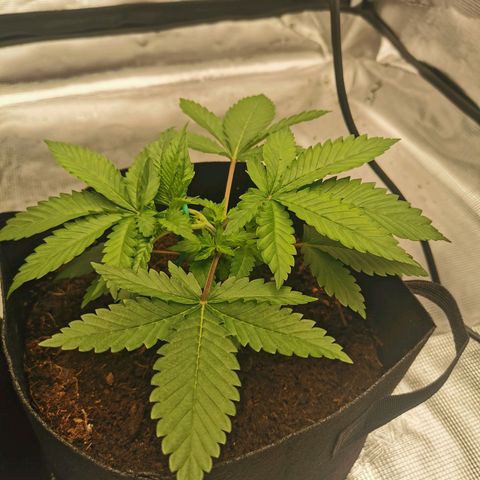 White Widow growlog photo: LST