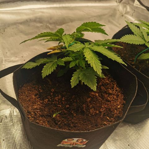 White Widow growlog photo: LST