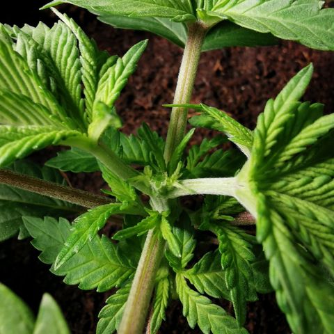 White Widow growlog photo: Topping sur Cérès ! 