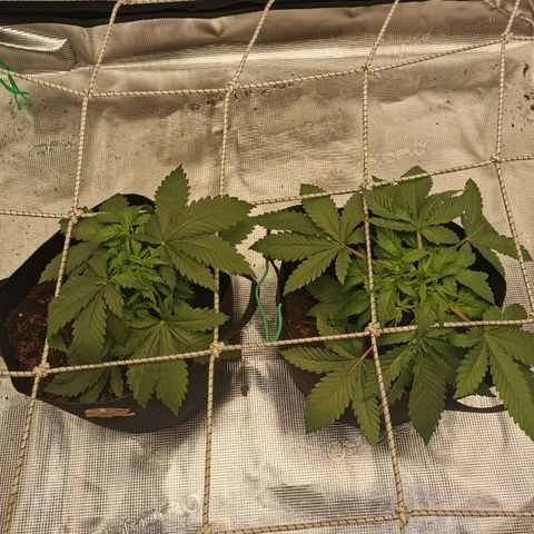 White Widow growlog timeline photo