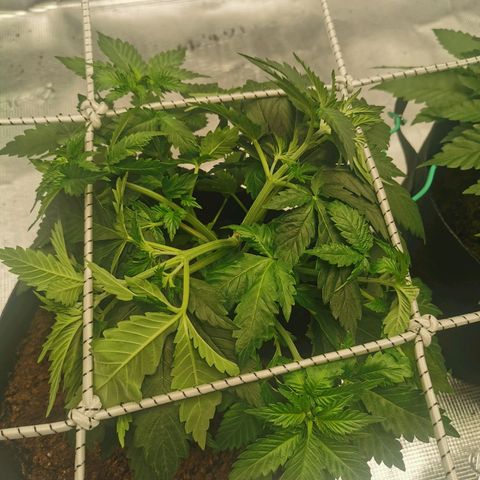 White Widow growlog timeline photo