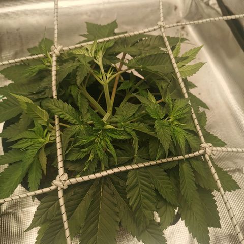 White Widow growlog timeline photo