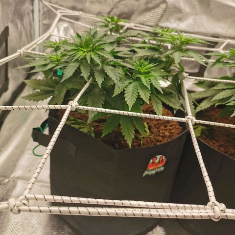 White Widow growlog timeline photo