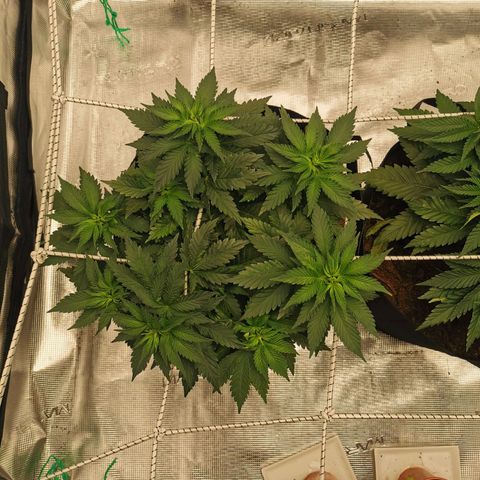 White Widow growlog timeline photo