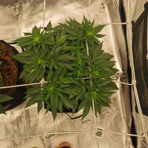 White Widow growlog timeline photo