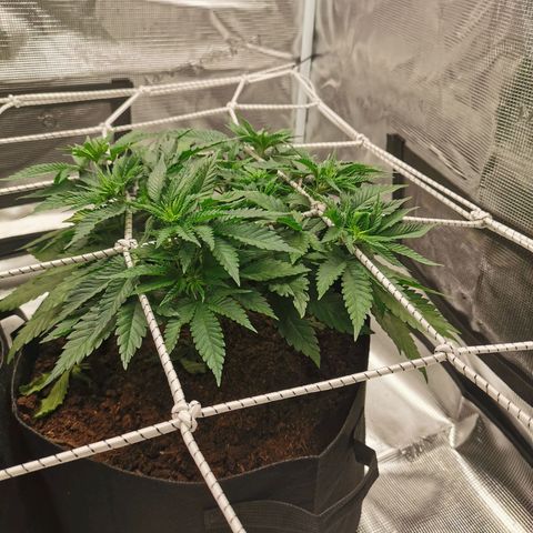 White Widow growlog timeline photo