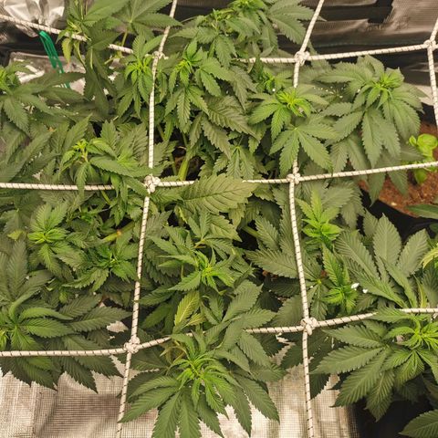 White Widow growlog timeline photo
