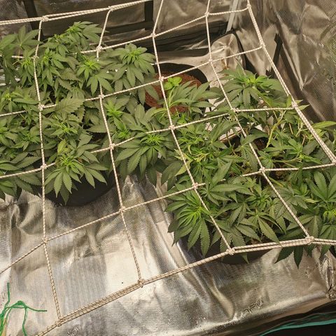 White Widow growlog timeline photo