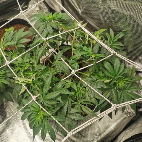 White Widow growlog timeline photo