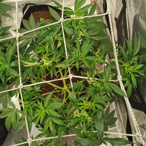 White Widow growlog timeline photo