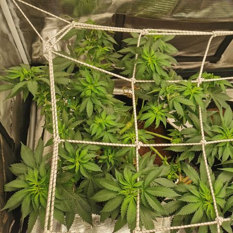 White Widow growlog timeline photo
