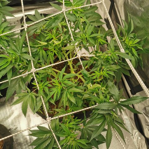 White Widow growlog timeline photo