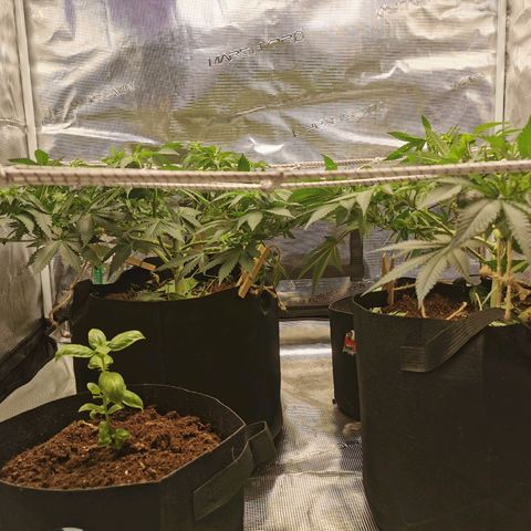 White Widow growlog timeline photo