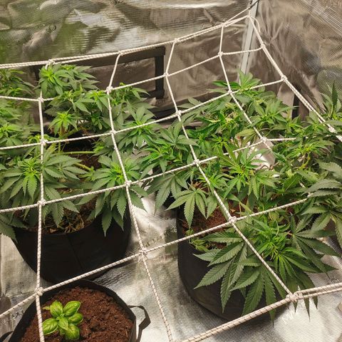White Widow growlog timeline photo