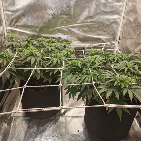 White Widow growlog timeline photo