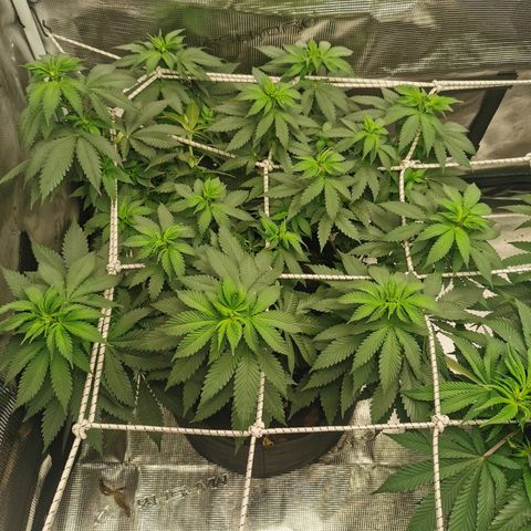 White Widow growlog photo: Le jour du flip!
Baba-g a été defoliée un peu moins agressivement que Cérès, on voit qu'elle se remet plus vite de la dernière defo. Des belles têtes en perspective 🙏