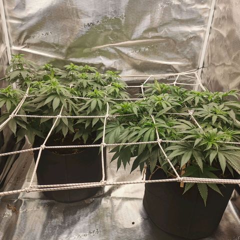 White Widow growlog photo: Le jour du flip!
Baba-g a été defoliée un peu moins agressivement que Cérès, on voit qu'elle se remet plus vite de la dernière defo. Des belles têtes en perspective 🙏