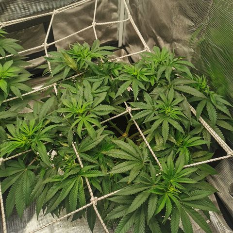 White Widow growlog photo: Le jour du flip!
Baba-g a été defoliée un peu moins agressivement que Cérès, on voit qu'elle se remet plus vite de la dernière defo. Des belles têtes en perspective 🙏