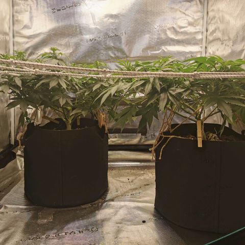 White Widow growlog photo: Le jour du flip!
Baba-g a été defoliée un peu moins agressivement que Cérès, on voit qu'elle se remet plus vite de la dernière defo. Des belles têtes en perspective 🙏