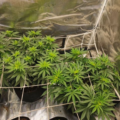 White Widow growlog timeline photo