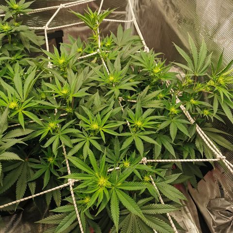 White Widow growlog timeline photo