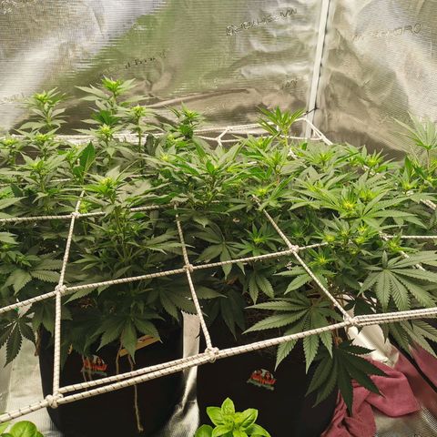 White Widow growlog timeline photo