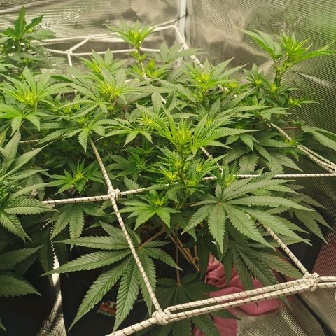 White Widow growlog timeline photo