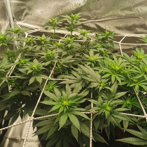 White Widow growlog timeline photo