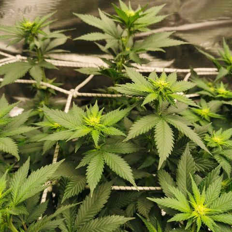 White Widow growlog timeline photo