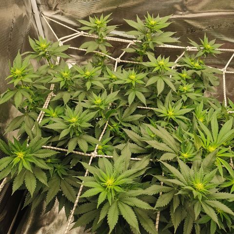 White Widow growlog timeline photo