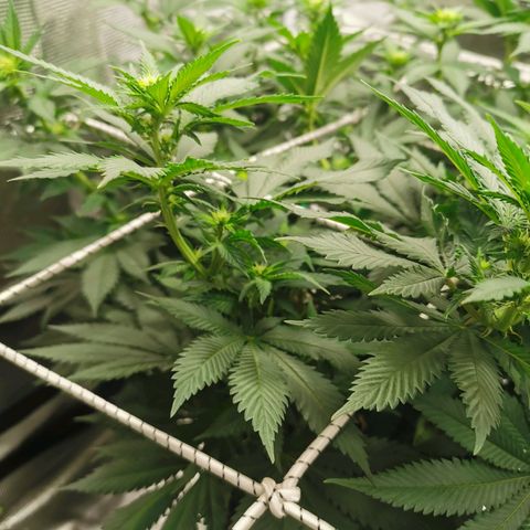 White Widow growlog timeline photo